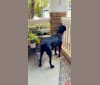 Salem Layne, a Rottweiler and Redbone Coonhound mix tested with EmbarkVet.com