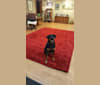 Hank, a Rottweiler and Golden Retriever mix tested with EmbarkVet.com