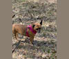 Photo of Dory, a Chihuahua, Dalmatian, Shih Tzu, and Mixed mix in Dickinson, Texas, USA