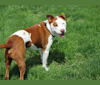 Bentley, a Staffordshire Terrier and American Bulldog mix tested with EmbarkVet.com