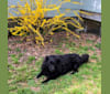 Hudson, a Chow Chow and German Shepherd Dog mix tested with EmbarkVet.com