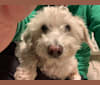 Bobby McGee, a Poodle (Small) and Cocker Spaniel mix tested with EmbarkVet.com