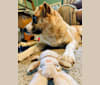 Photo of Anika, a Great Pyrenees, Labrador Retriever, Siberian Husky, and German Shepherd Dog mix in Illinois, USA