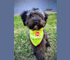Maxwell, a Poodle (Small) and Maltese mix tested with EmbarkVet.com