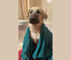Finnegan, an Anatolian Shepherd Dog tested with EmbarkVet.com