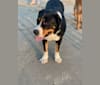 River, a Greater Swiss Mountain Dog tested with EmbarkVet.com