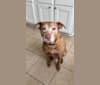 Photo of Copper, an American Pit Bull Terrier, Australian Cattle Dog, Chow Chow, and Mixed mix in Texas, USA