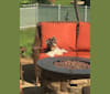 Photo of Bella, a Biewer Terrier  in 23452 Manjo Ln, Springdale, AR, USA