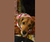 Snickers, a Beagle tested with EmbarkVet.com