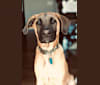 Caico, an American Village Dog tested with EmbarkVet.com