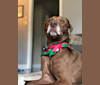 Tucker, a Catahoula Leopard Dog and American Pit Bull Terrier mix tested with EmbarkVet.com