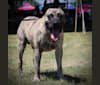 Dexter, a Perro de Presa Canario tested with EmbarkVet.com