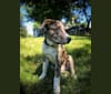 Photo of Levi, a Chow Chow, Australian Shepherd, Golden Retriever, Labrador Retriever, American Pit Bull Terrier, and Mixed mix