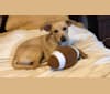 Lexi, a Labrador Retriever and Chihuahua mix tested with EmbarkVet.com