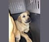 Photo of Samuel (Sam), a Great Pyrenees, Airedale Terrier, Labrador Retriever, and American Pit Bull Terrier mix in Tennessee, USA