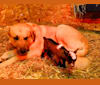 Ali, an Anatolian Shepherd Dog and Great Pyrenees mix tested with EmbarkVet.com