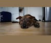 Rusty, a Hong Kong Village Dog tested with EmbarkVet.com