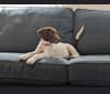 Daisy, a Labrador Retriever and Boxer mix tested with EmbarkVet.com