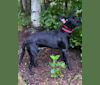 Trump, a German Shorthaired Pointer and Maremma Sheepdog mix tested with EmbarkVet.com