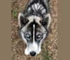 Saskia, a Siberian Husky and Alaskan Malamute mix tested with EmbarkVet.com