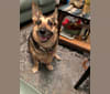 Shadow, a German Shepherd Dog and Chihuahua mix tested with EmbarkVet.com