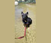 Raven, a Siberian Husky and German Shepherd Dog mix tested with EmbarkVet.com