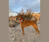 Sasha, a Russell-type Terrier and Labrador Retriever mix tested with EmbarkVet.com