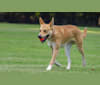 Photo of MBISS BIS RBIS CT GrCH Hoosier Hills Heavenly Sentinel CGC Total Dogx1, a Carolina Dog  in Maryland, USA