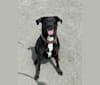 Captain, an American Pit Bull Terrier and Miniature/MAS-type Australian Shepherd mix tested with EmbarkVet.com