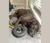Snoop, an American Bully and Golden Retriever mix tested with EmbarkVet.com