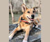Bradley, a Chow Chow and German Shepherd Dog mix tested with EmbarkVet.com