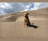 Rumour, a German Shepherd Dog and Labrador Retriever mix tested with EmbarkVet.com