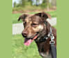 Rocky, a German Shepherd Dog and American Pit Bull Terrier mix tested with EmbarkVet.com