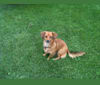 Ginger, a Chihuahua and Pomeranian mix tested with EmbarkVet.com
