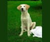 Photo of Nellie, a Great Pyrenees, American Foxhound, and Beagle mix in Clarksville, Virginia, USA
