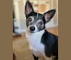 Astro, a Chihuahua and Pomeranian mix tested with EmbarkVet.com