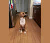 Max, a Treeing Walker Coonhound and American Pit Bull Terrier mix tested with EmbarkVet.com