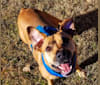 Kela, an American Pit Bull Terrier and Bulldog mix tested with EmbarkVet.com