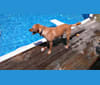 roscoe, a Labrador Retriever and American Pit Bull Terrier mix tested with EmbarkVet.com