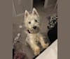 Photo of Dylan, a West Highland White Terrier  in Ellicott City, Maryland, USA