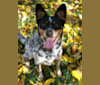 Koda James, an Australian Cattle Dog and Chihuahua mix tested with EmbarkVet.com