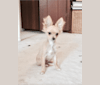 L'il Critter, a Chihuahua tested with EmbarkVet.com