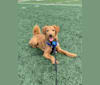 Buddy, a Poodle (Small) and Shiba Inu mix tested with EmbarkVet.com