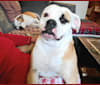 Piper, an American Bulldog tested with EmbarkVet.com