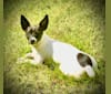 Scout, a Rat Terrier tested with EmbarkVet.com