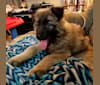Samson, a German Shepherd Dog and Belgian Malinois mix tested with EmbarkVet.com