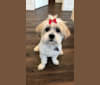Cookie, a Lhasa Apso tested with EmbarkVet.com