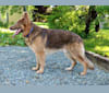 Bocephus, a German Shepherd Dog tested with EmbarkVet.com
