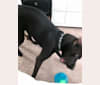 Connor, a Boxer and Labrador Retriever mix tested with EmbarkVet.com