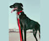 Jamie, a Belgian Malinois and Greyhound mix tested with EmbarkVet.com